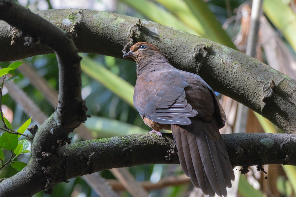 Brown Cuckoo-Dove - ML625605019