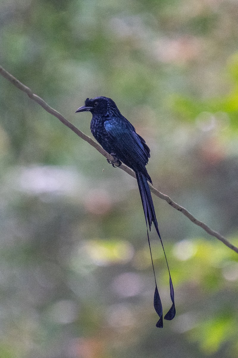 Greater Racket-tailed Drongo - ML625605031