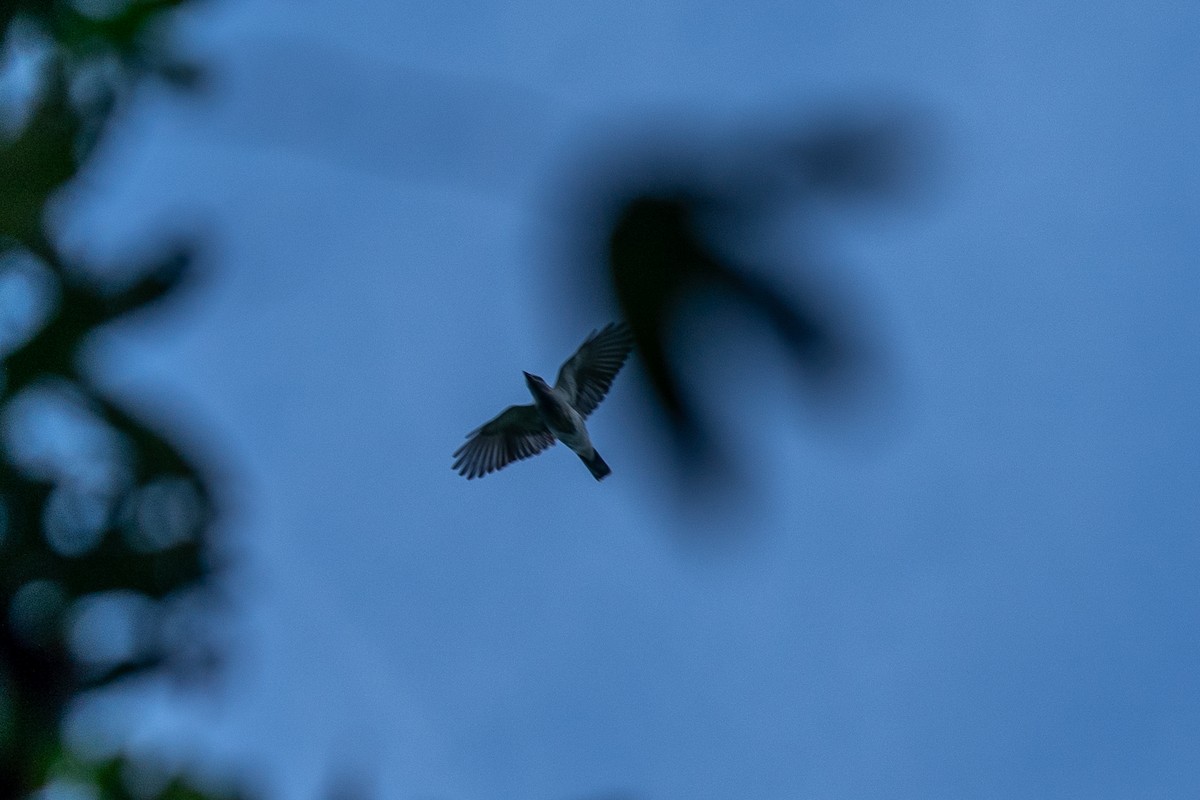 Oriental Cuckooshrike - ML625605032