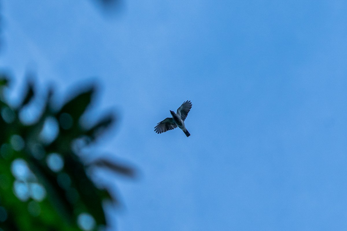 Oriental Cuckooshrike - ML625605033