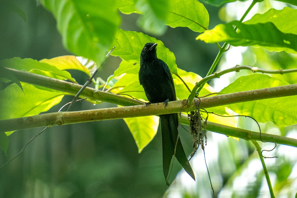 Andaman Drongo - ML625605060