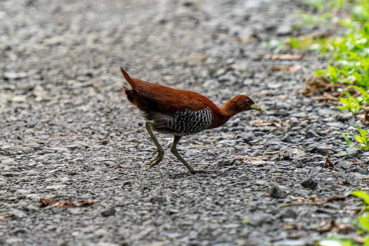 Andaman Crake - ML625605070