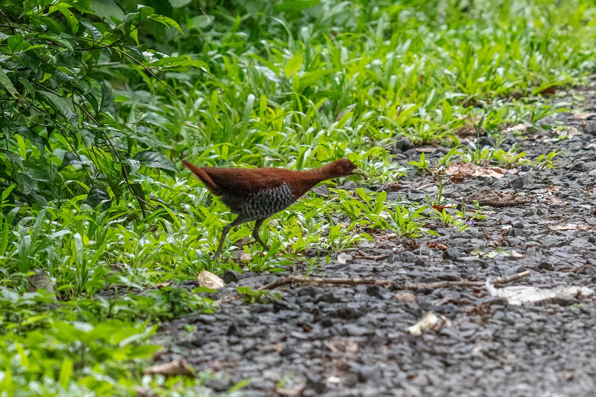 Andaman Crake - ML625605071