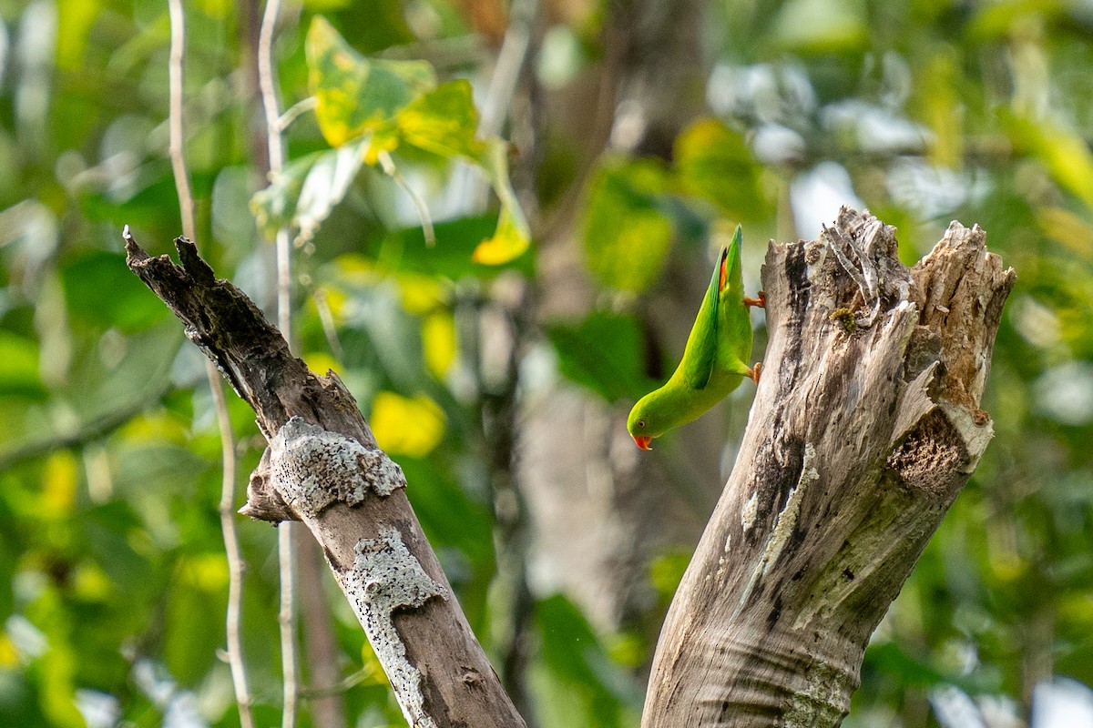 Vernal Hanging-Parrot - ML625605083