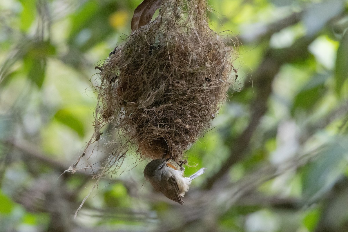 Brown Gerygone - ML625605098