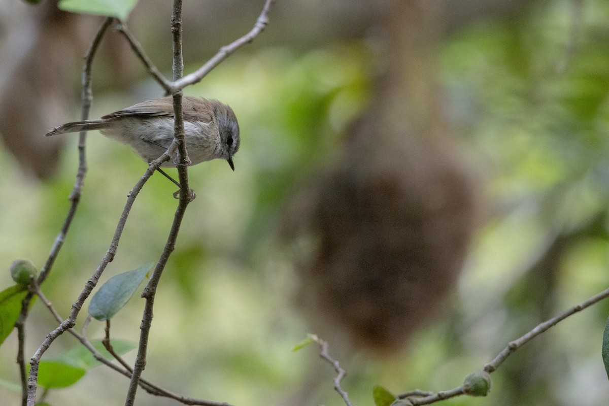 Brown Gerygone - ML625605099