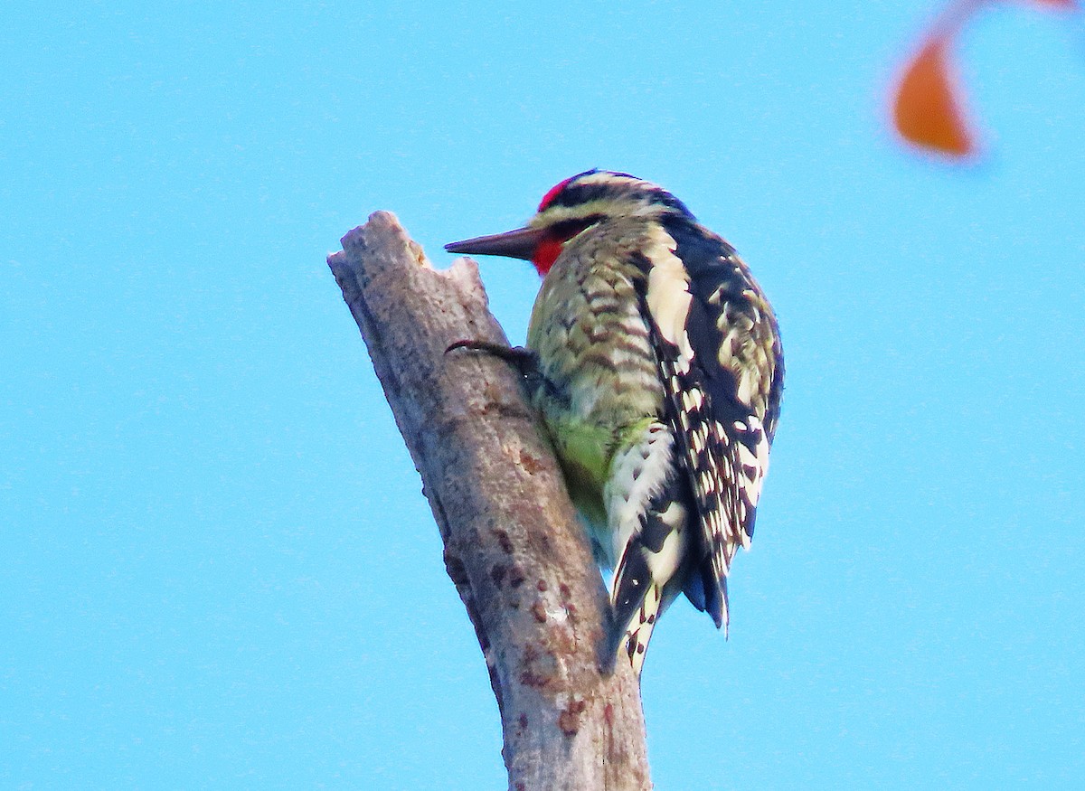 Yellow-bellied Sapsucker - ML625605151