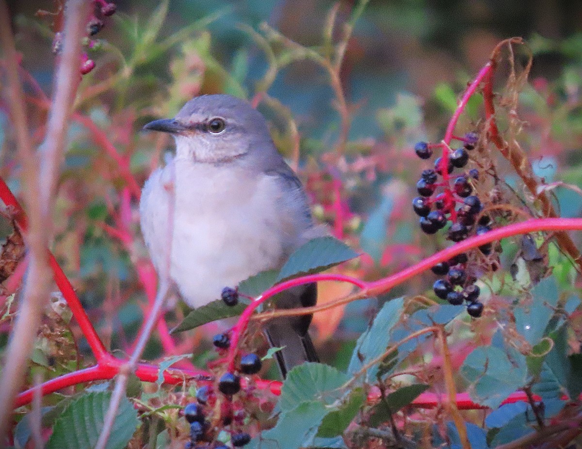 Northern Mockingbird - ML625605239