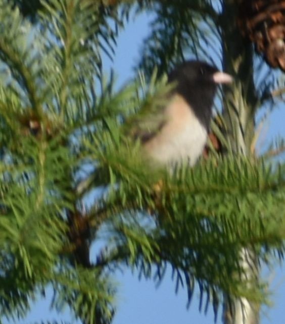 Dark-eyed Junco - ML625605240