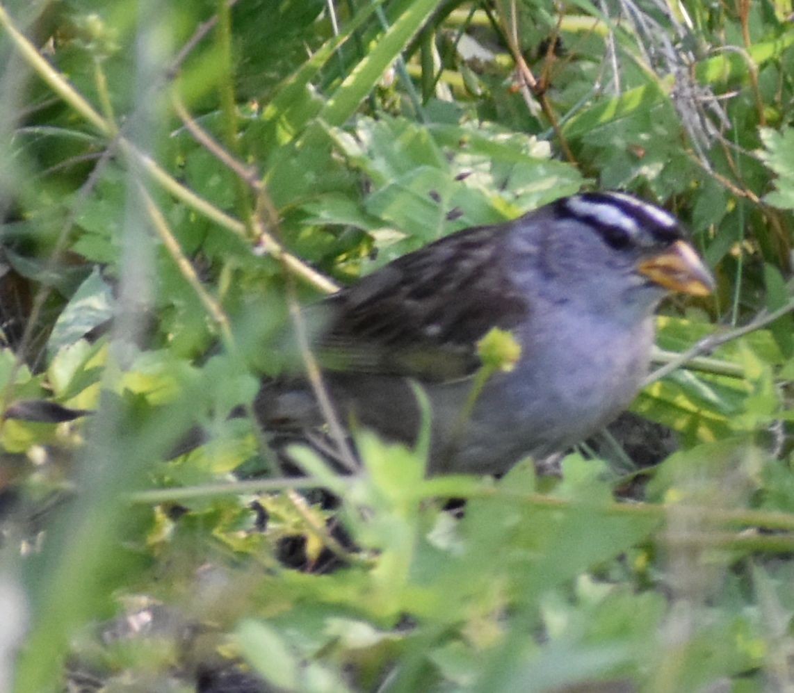 White-crowned Sparrow - ML625605244