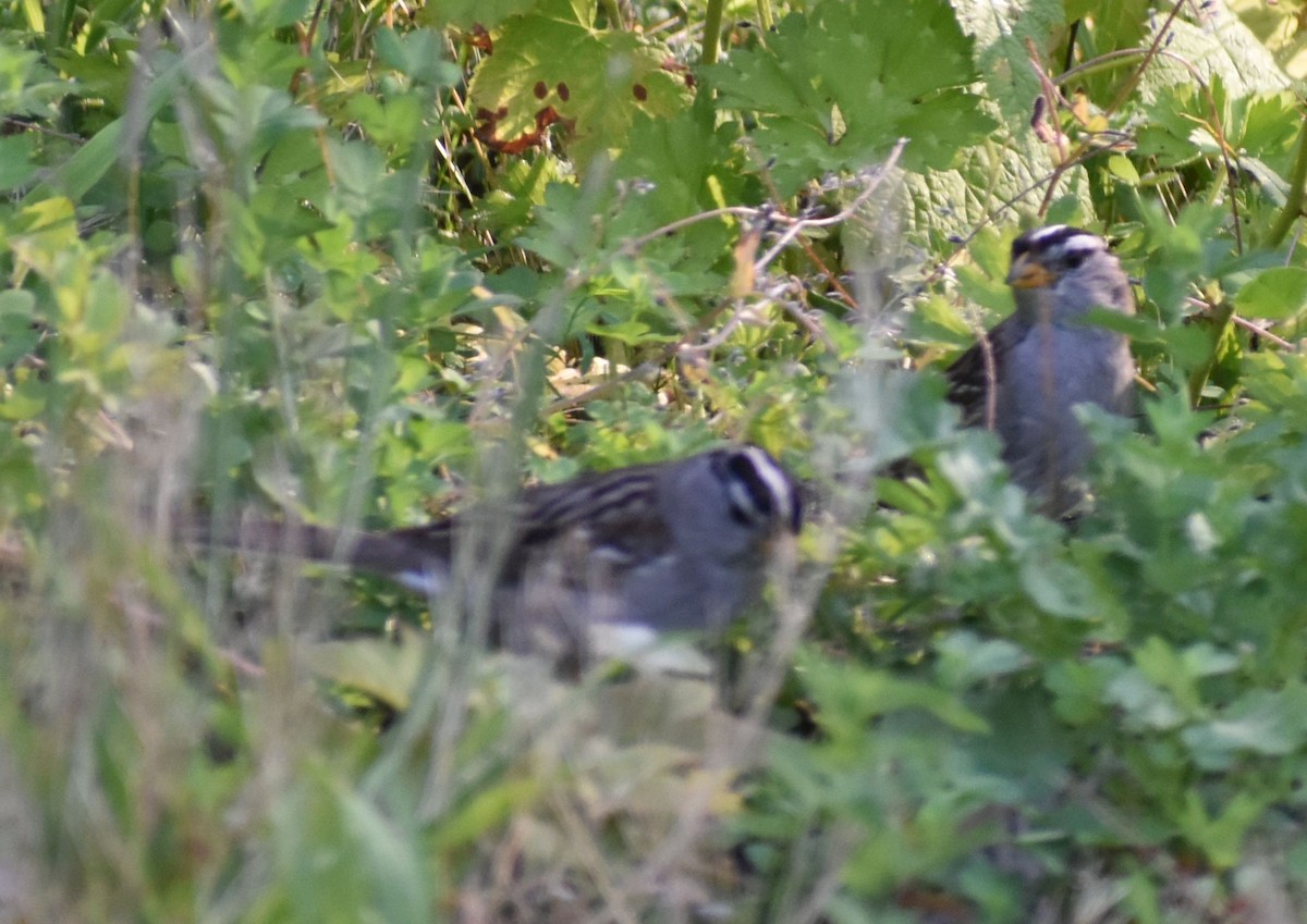 White-crowned Sparrow - ML625605245