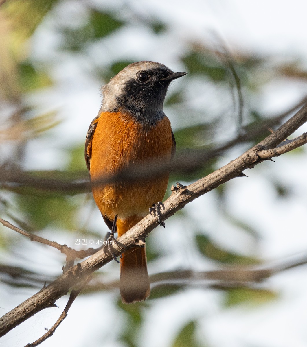 Daurian Redstart - ML625605491