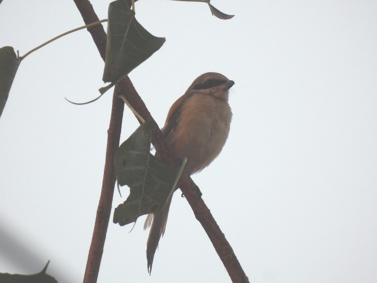 Long-tailed Shrike - Rama M V