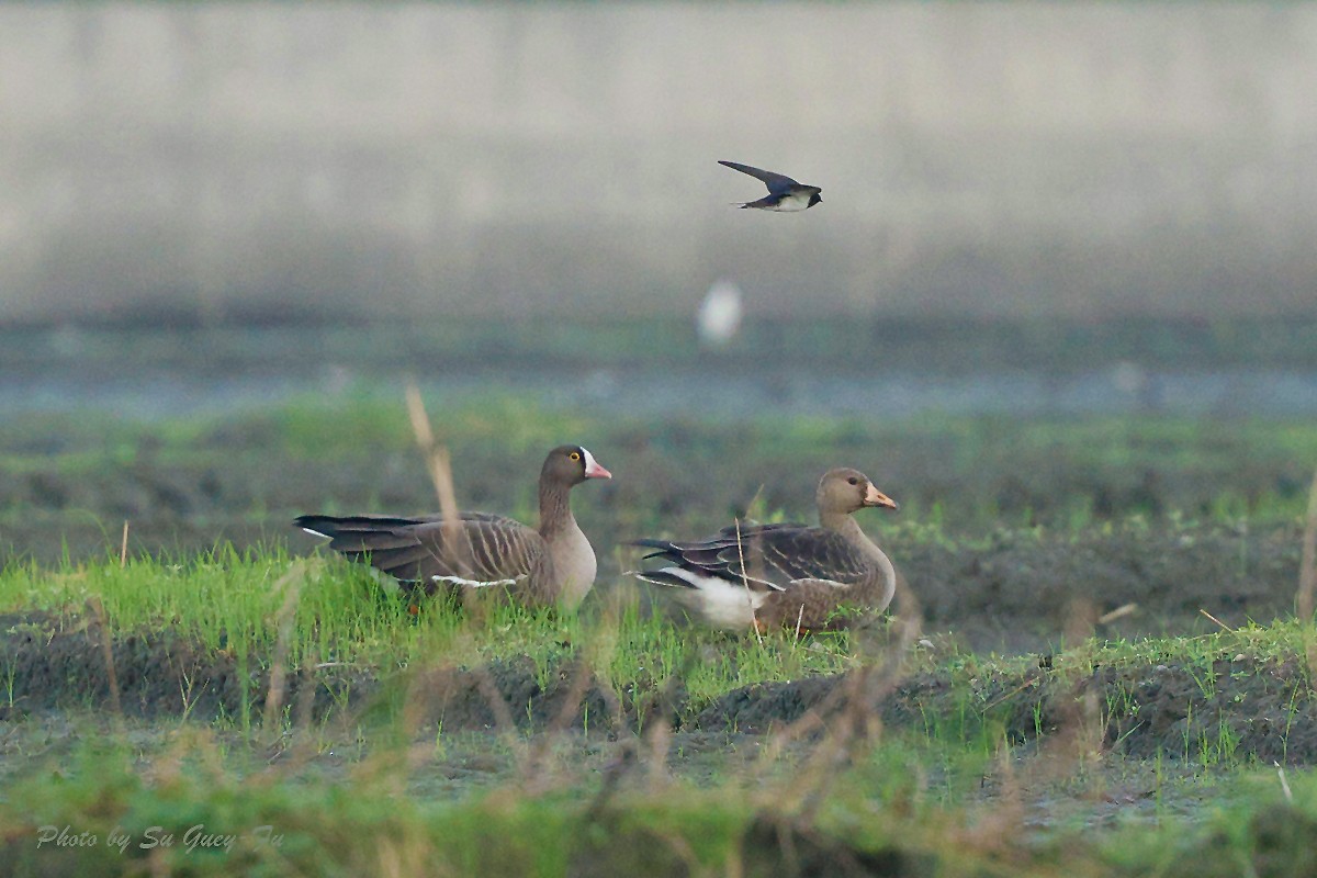 Greater White-fronted Goose - ML625605627