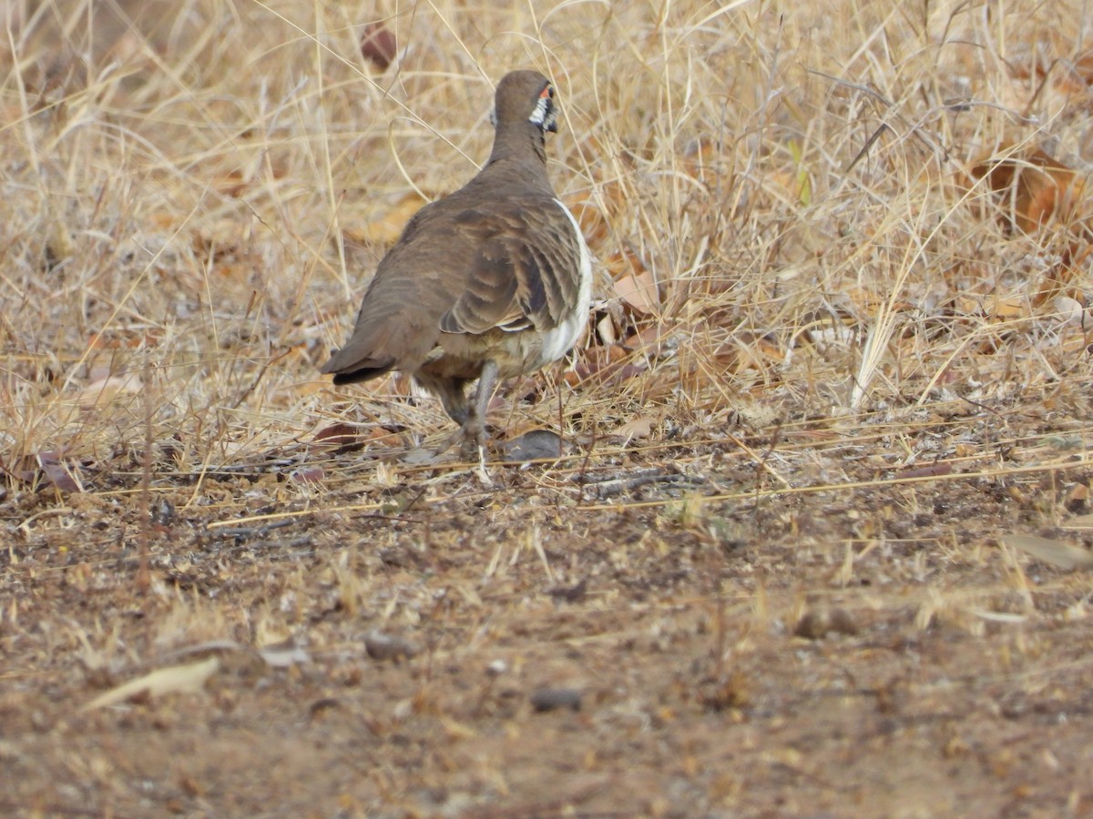 Squatter Pigeon - Monica Mesch