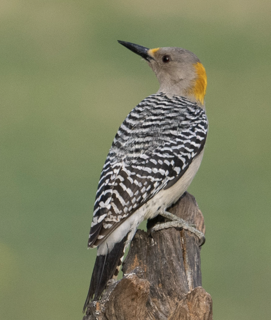 Golden-fronted Woodpecker - ML625605646