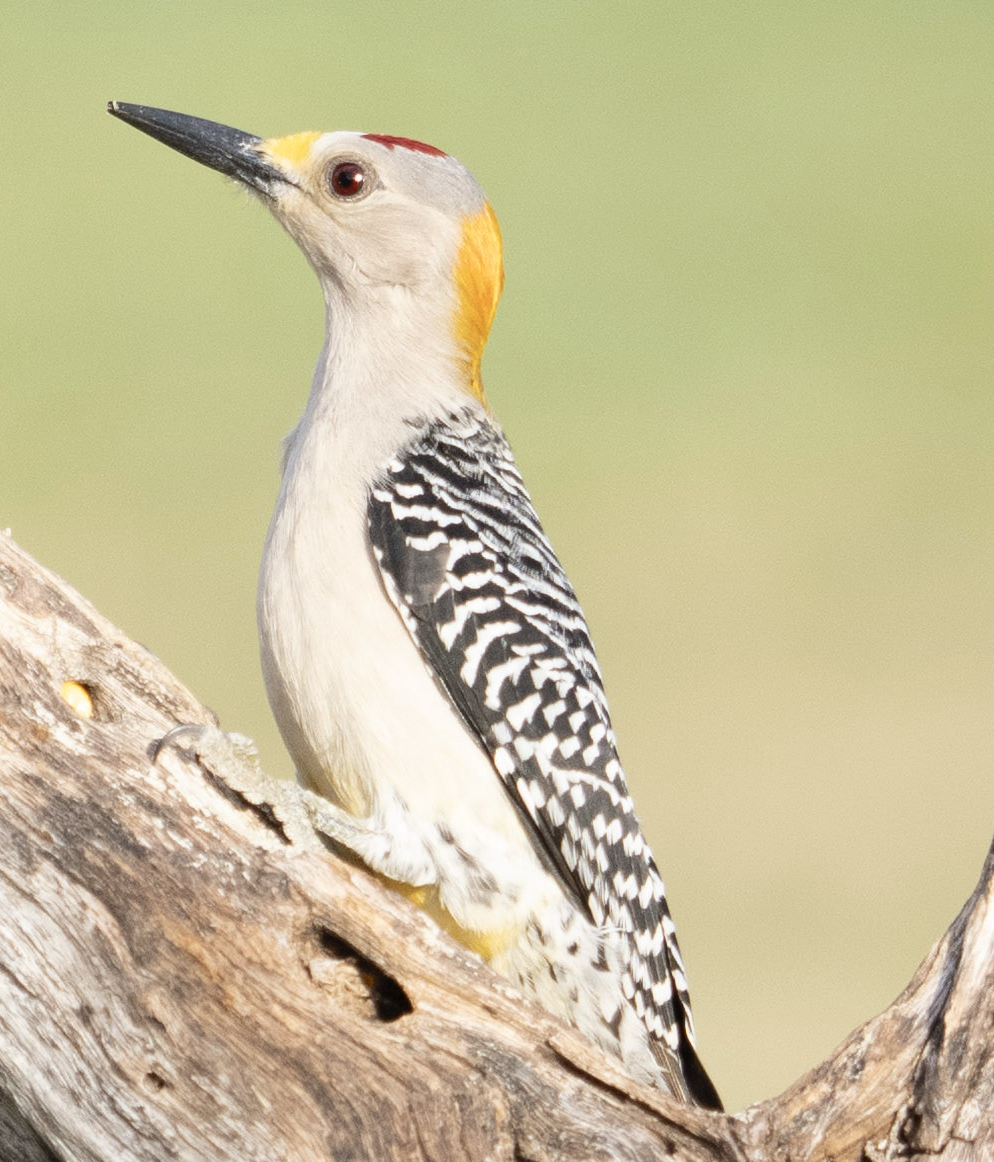 Golden-fronted Woodpecker - ML625605657