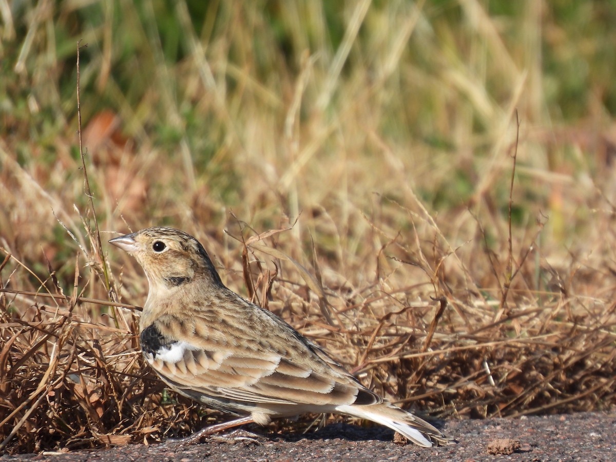 Chestnut-collared Longspur - ML625605732