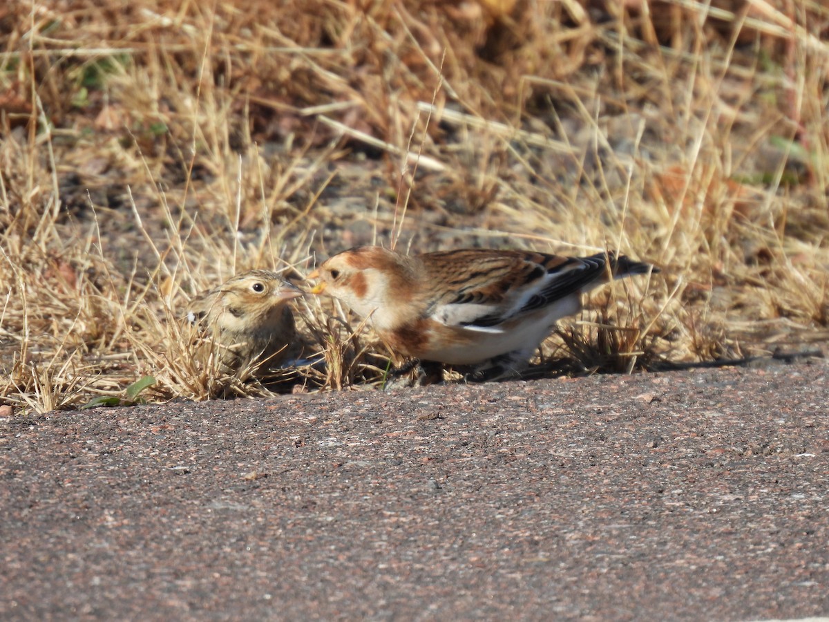 Chestnut-collared Longspur - ML625605736