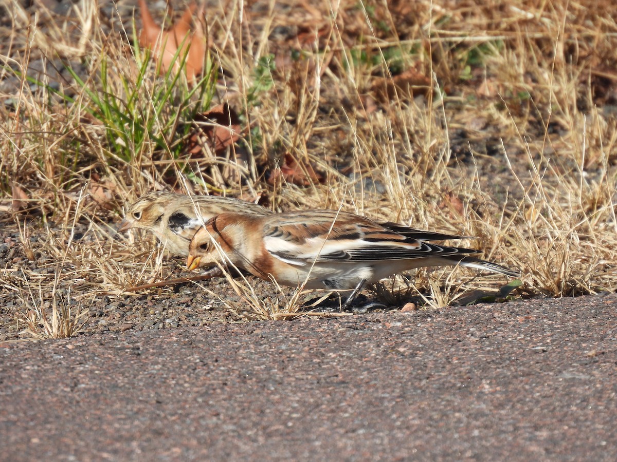 Chestnut-collared Longspur - ML625605737