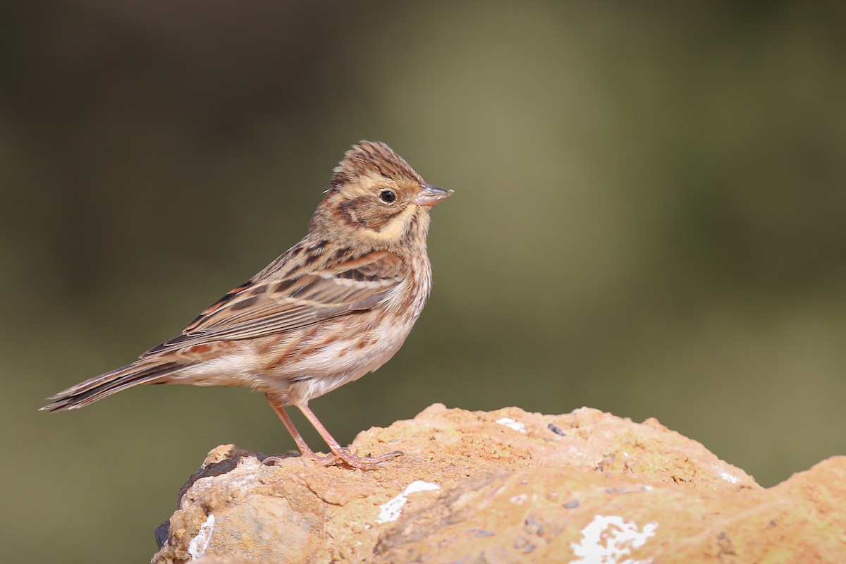 Rustic Bunting - ML625605758