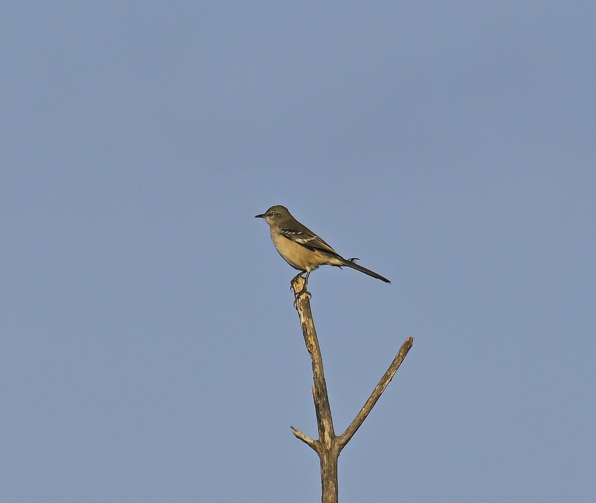 Northern Mockingbird - ML625606041