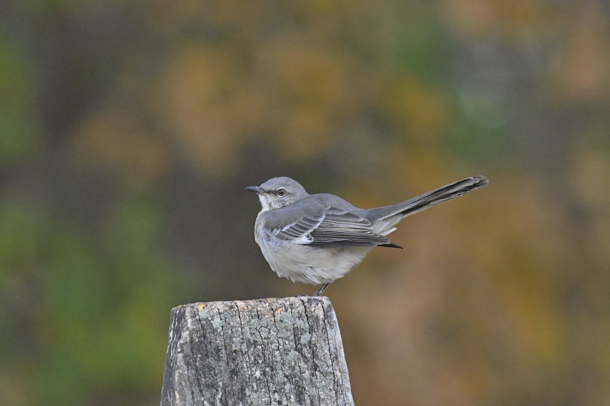 Northern Mockingbird - ML625606157