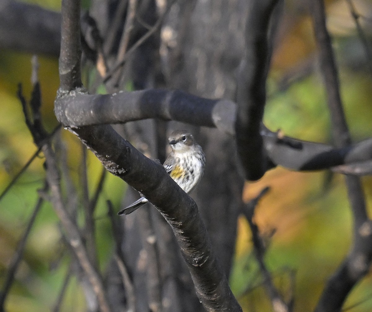 Yellow-rumped Warbler - ML625606166