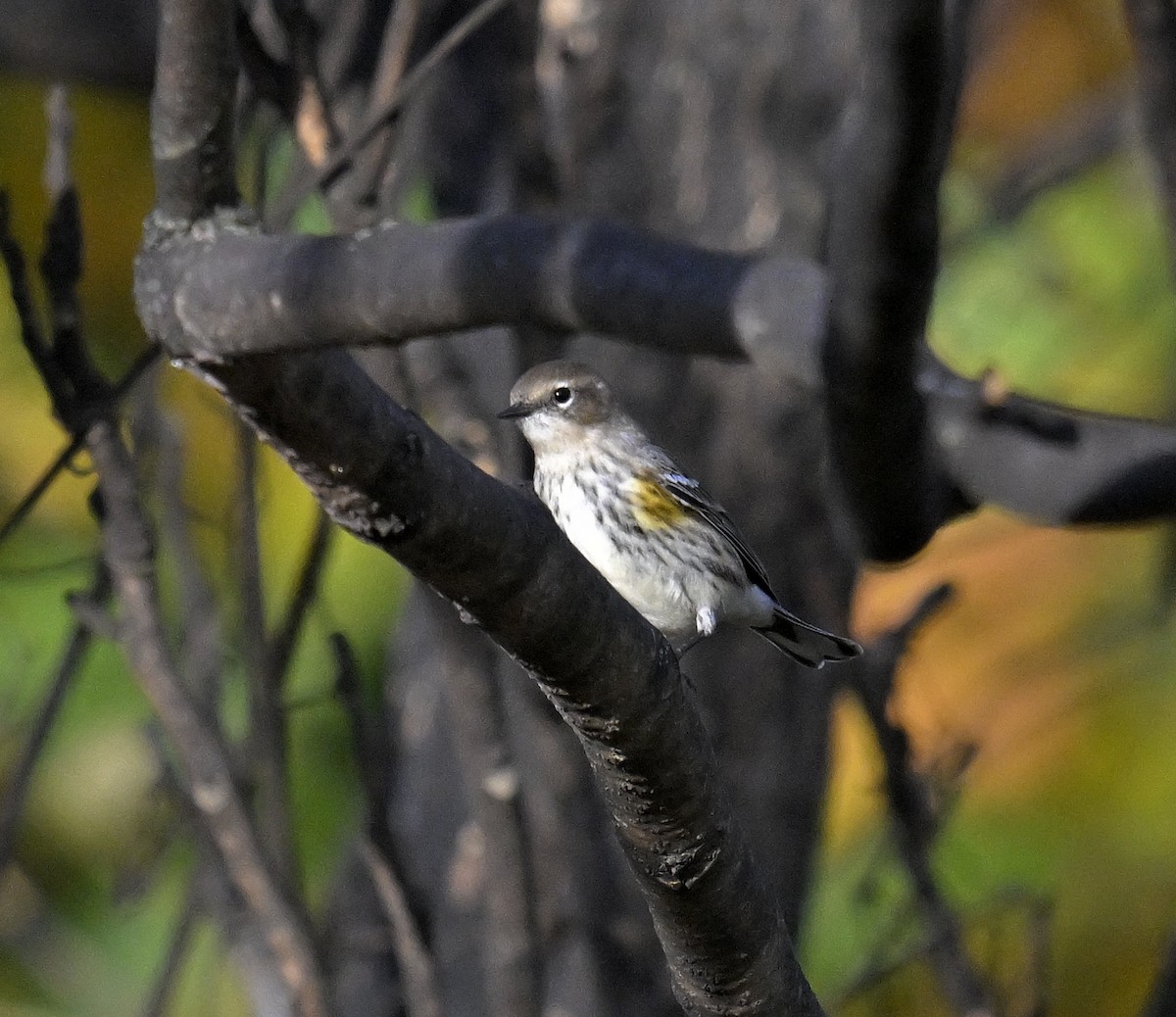 Yellow-rumped Warbler - ML625606173