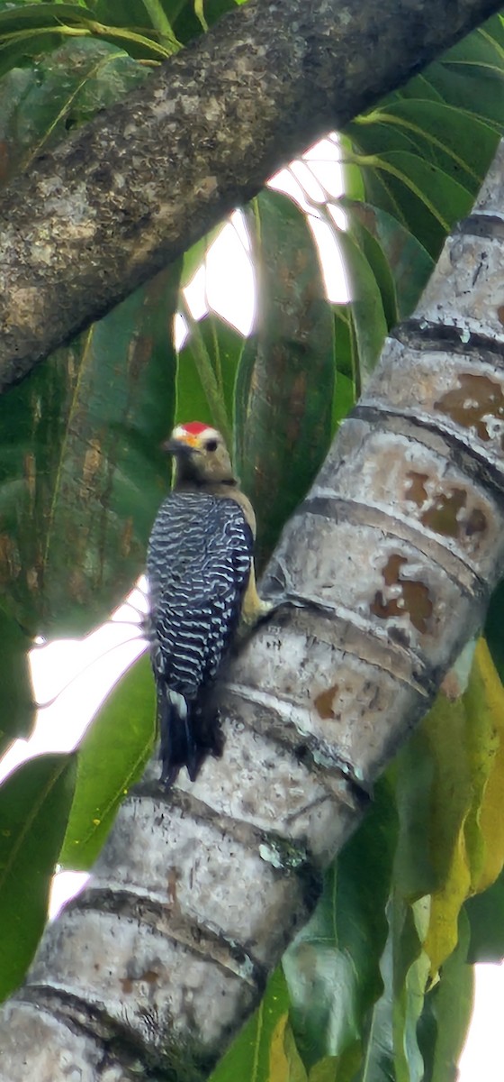 Golden-fronted Woodpecker - ML625606295