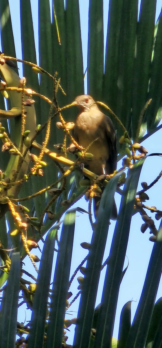 Clay-colored Thrush - Hilda Gómez