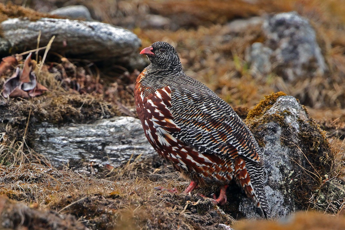 Snow Partridge - ML625606357