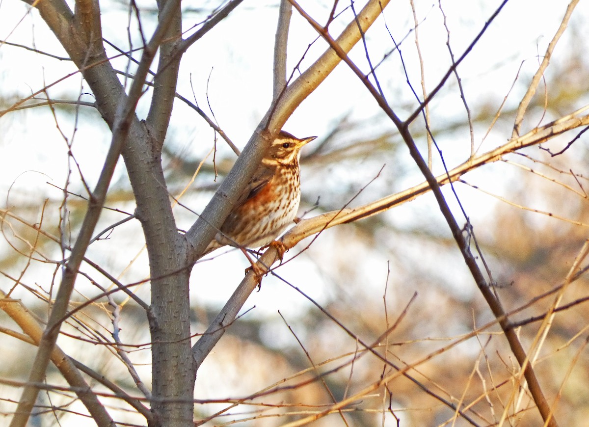 Redwing (Icelandic) - ML625606439