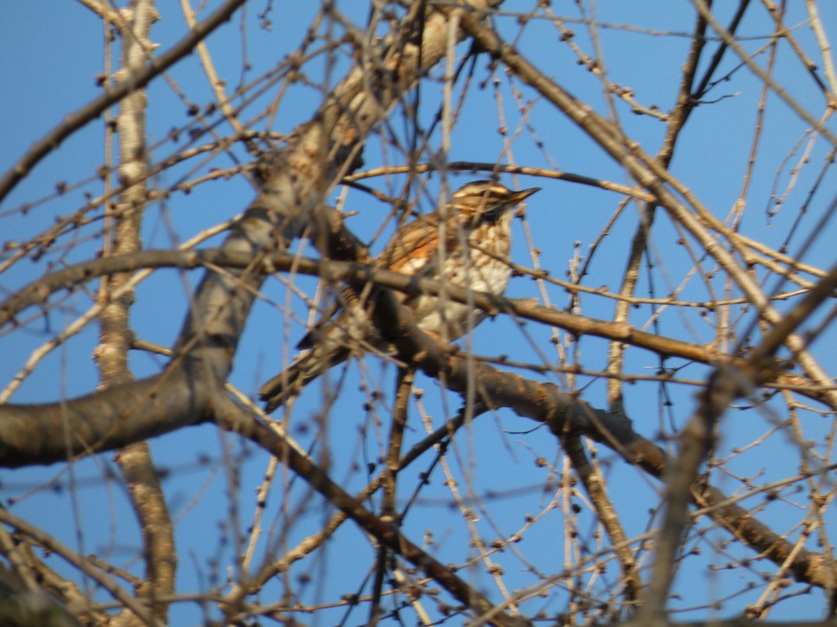 Redwing (Icelandic) - ML625606441