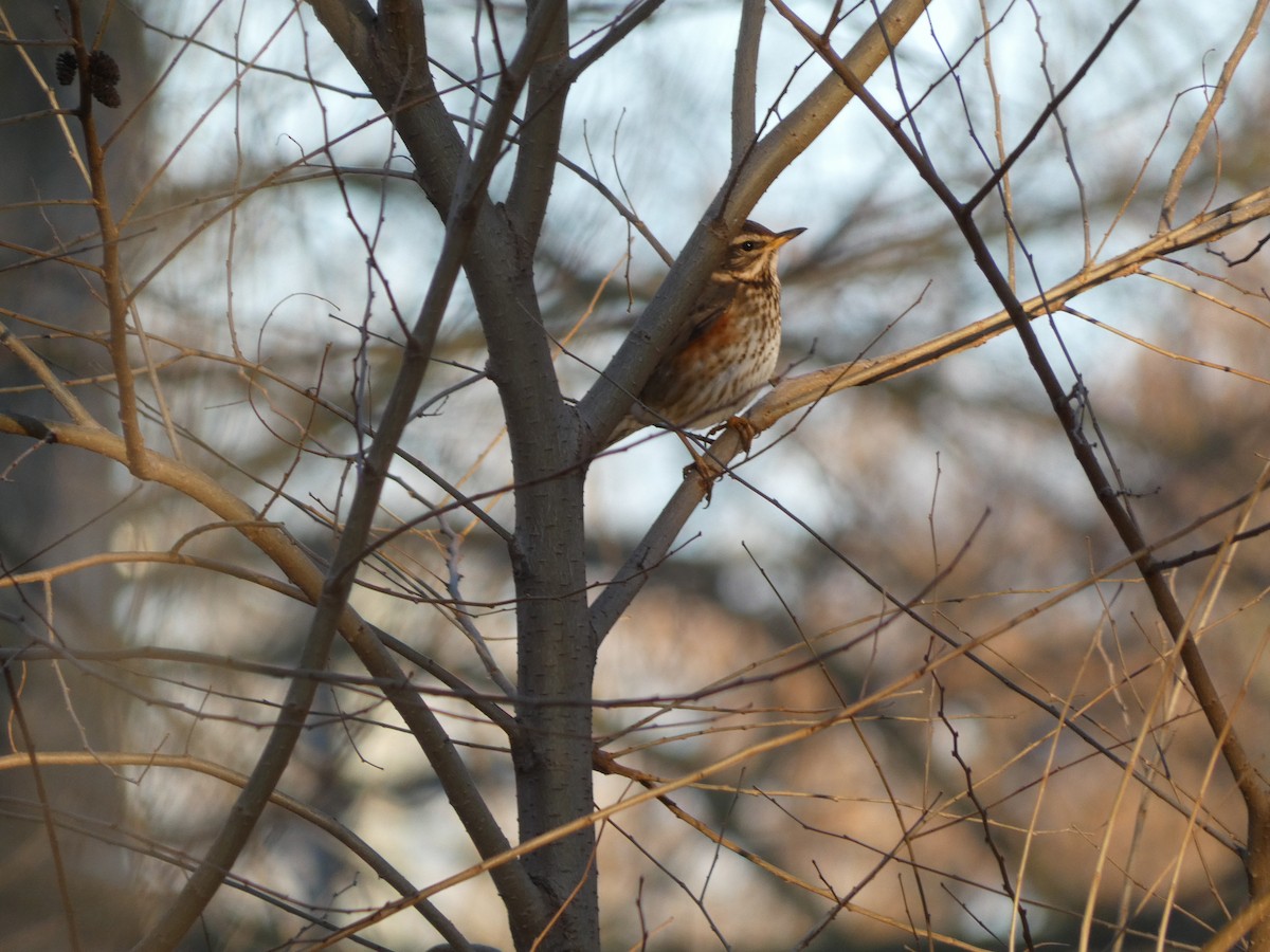 Redwing (Icelandic) - ML625606442