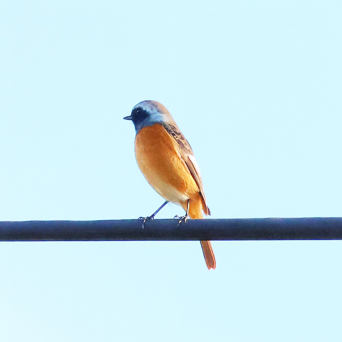 Daurian Redstart - ML625606610