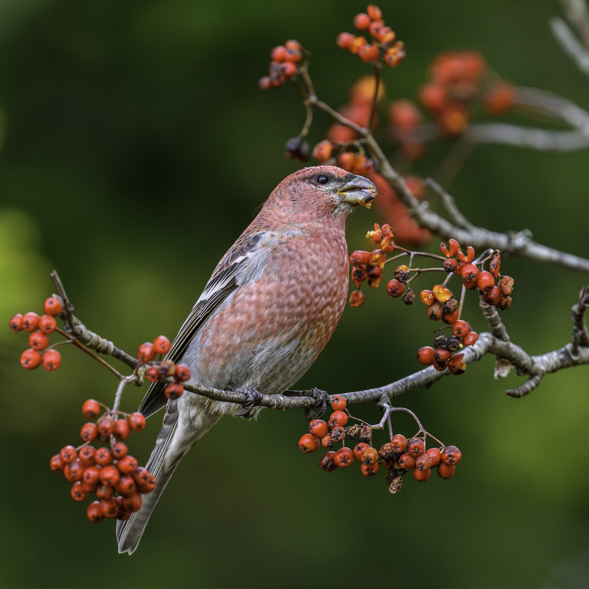 Pine Grosbeak - ML625606628