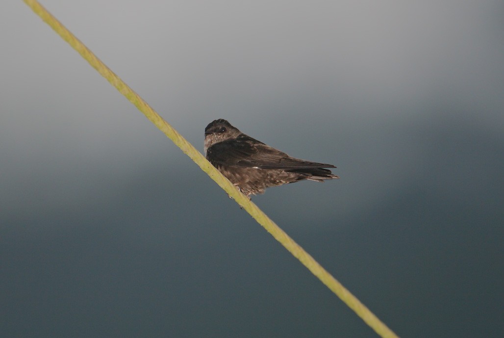 White-thighed Swallow - ML625606663