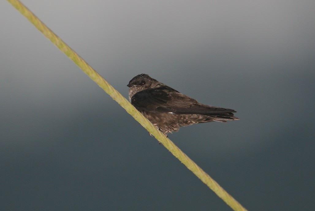 White-thighed Swallow - ML625606664