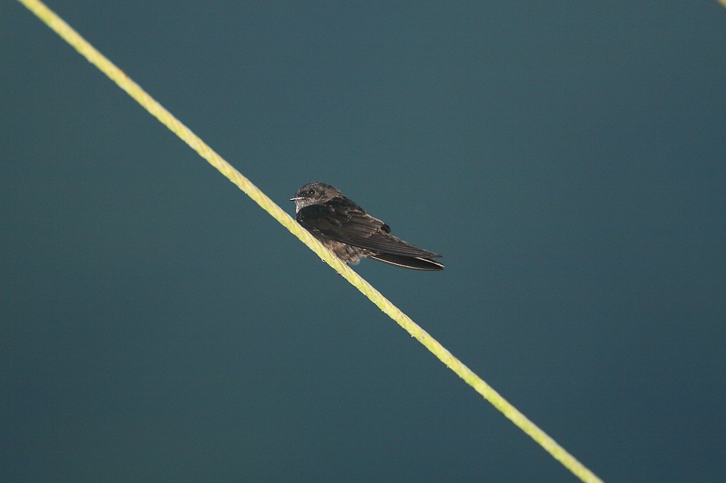 White-thighed Swallow - ML625606665