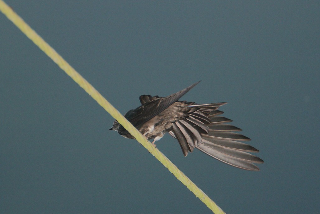 White-thighed Swallow - ML625606666