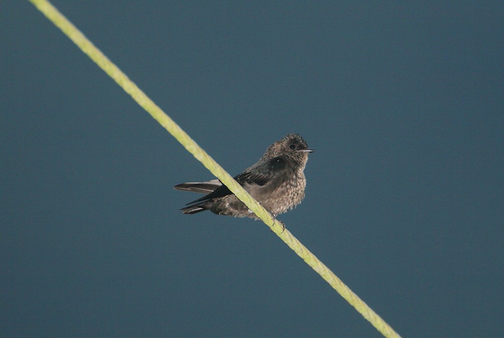 White-thighed Swallow - ML625606667