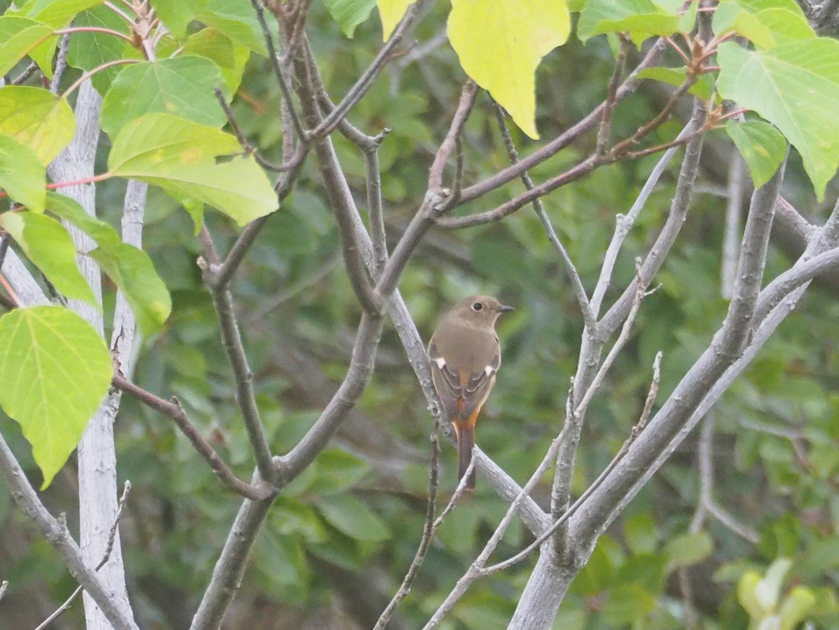 Daurian Redstart - ML625606769