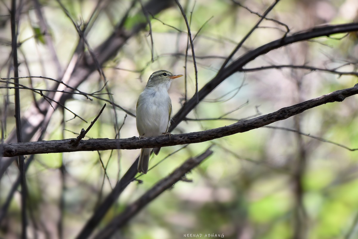 Western Crowned Warbler - Neenad Abhang