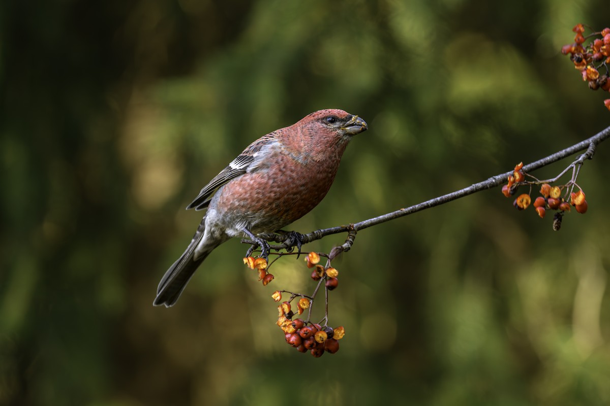 Pine Grosbeak - ML625606837