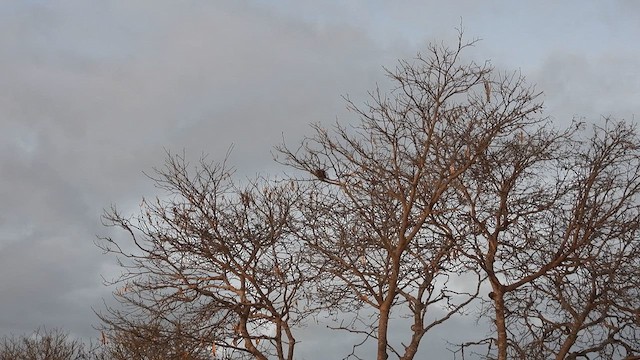 Yellow-throated Miner - ML625606873