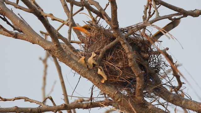 Yellow-throated Miner - ML625606874