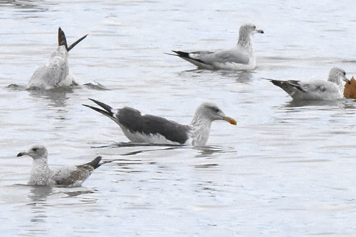 Lesser Black-backed Gull - ML625606895