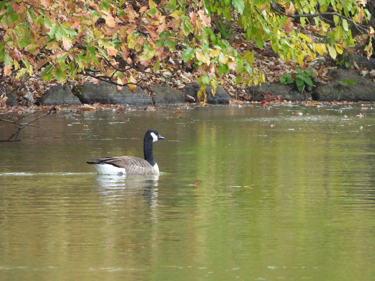 Canada Goose - ML625606970