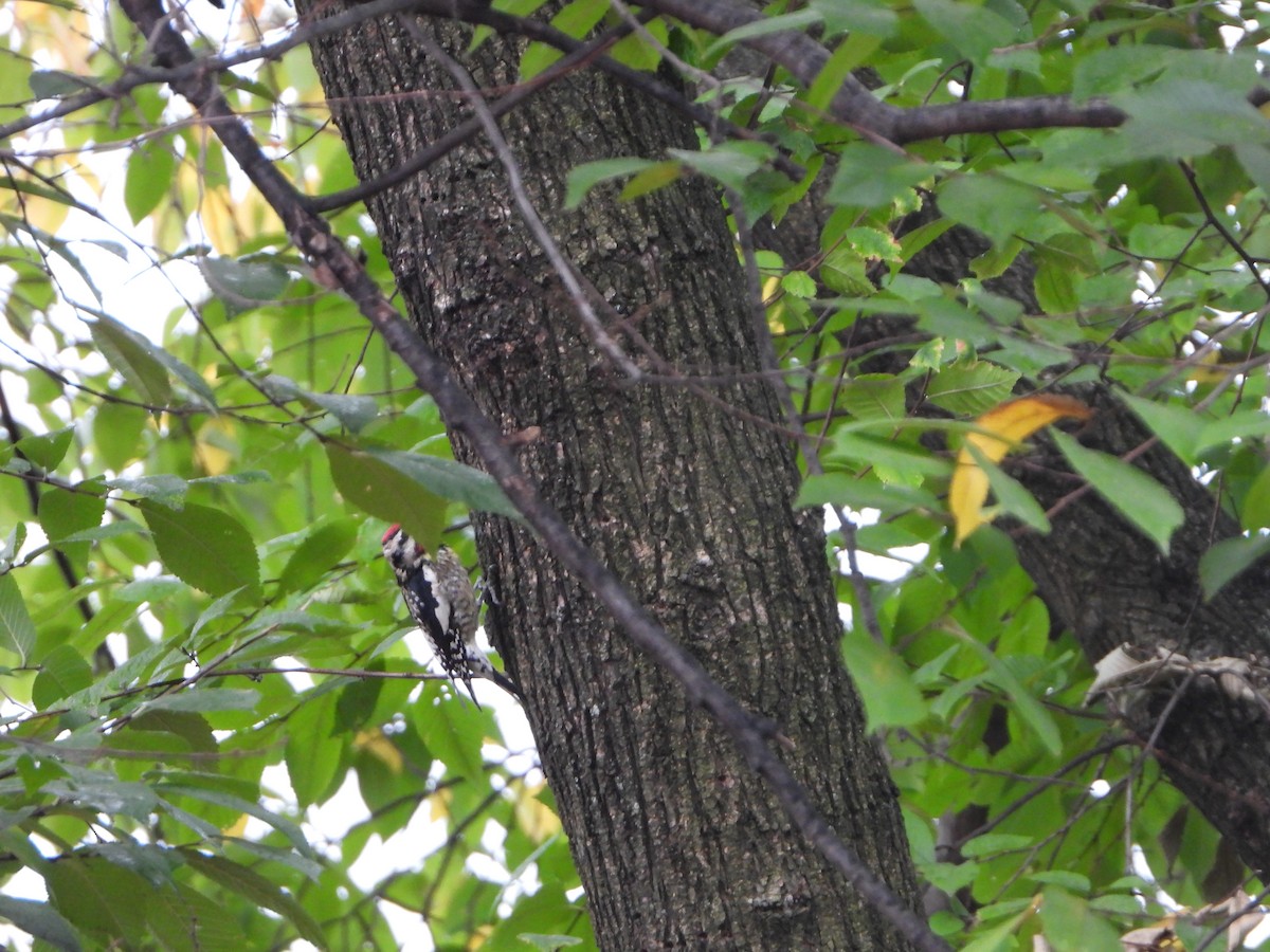 Yellow-bellied Sapsucker - ML625606973